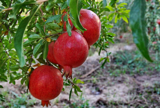 تولید 1 میلیون و 250 هزار تنی انار در سال جاری