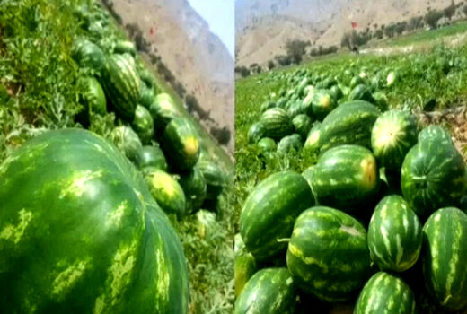 آغاز برداشت هندوانه درشهرستان پارسیان