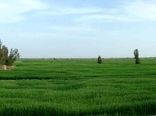  رفع تداخل بیش از ۲۵ هزار هکتار از اراضی ملی و کشاورزی درسیستان