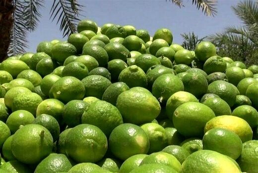 آغاز برداشت لیموترش از باغ‌های استان بوشهر