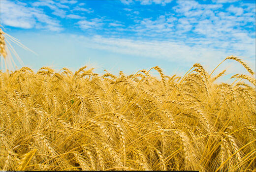 خروج گندم از چرخه خرید تضمینی، تخلف است و با آن برخورد می‌شود