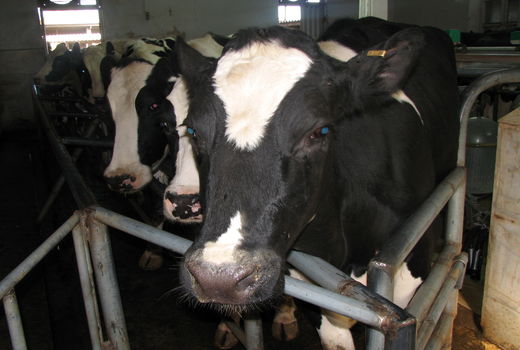 طرح واکسیناسیون بروسلوز در دامداری‌های صنعتی قزوین اجرا شد