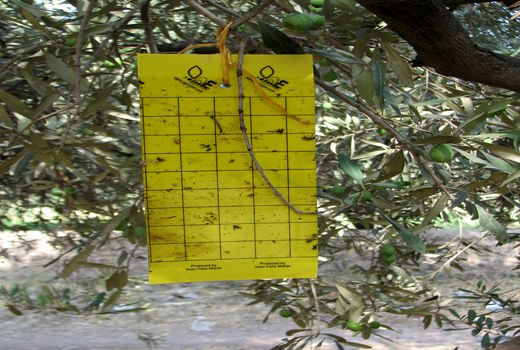 کاهش 40 درصدی خسارت آفت مگس  زیتون در باغات  استان قزوین 