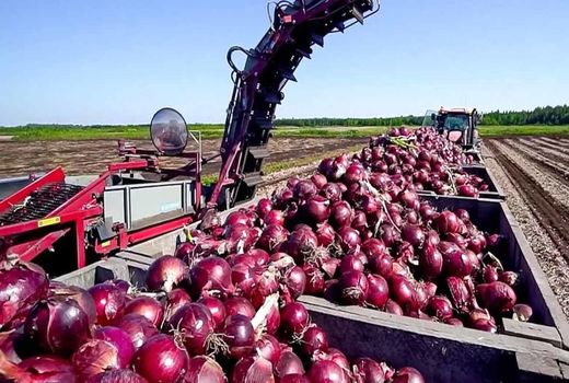 برداشت ۴۰ هزار تن پیاز در چهارمحال و بختیاری