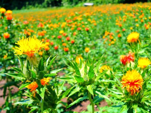 گل‌رنگ؛ گیاهی تاب آور و ارزش آفرین