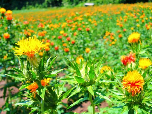 گل‌رنگ؛ گیاهی تاب آور و ارزش آفرین