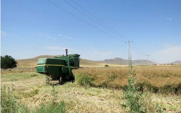 آغاز برداشت کلزا از مزارع شهرستان مانه وسملقان 