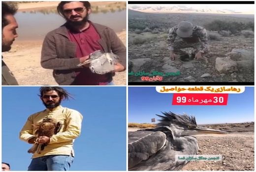 تیمار بیش از 7 جانور وحشی در یک ماه گذشته 