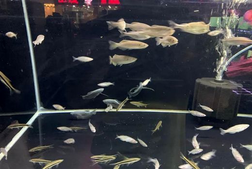 صادرات ماهیان زینتی به کشور عمان از استان آذربایجان شرقی