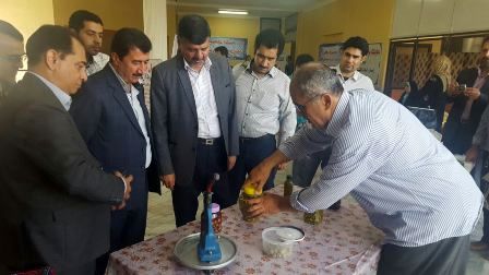 تولید 12000 تن زیتون در استان گلستان