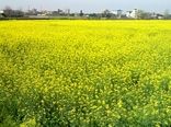 سرمازدگی 1276 هکتار از مزارع کلزا زنجان/ کاهش سطح قابل برداشت به 548 هکتار
