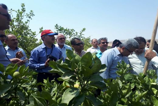  عارضه زوال مرکبات جهرم 