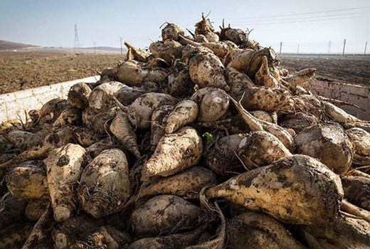 برداشت 11700 تن چغندرقند در استان آذربایجان شرقی