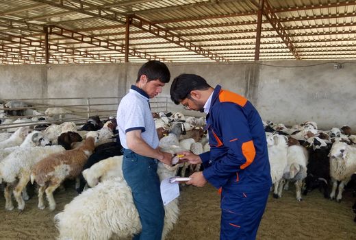 صادرات 16 هزار رأس دام سبک از فسا