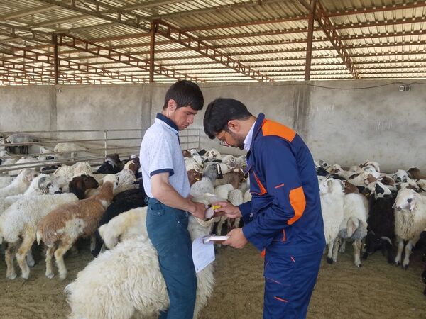 صادرات 16 هزار رأس دام سبک از فسا