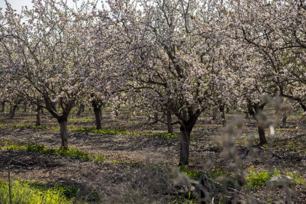 بررسی تغییرات سطح آب‌های زیرزمینی در جریان خشکسالی در دره مرکزی کالیفرنیا