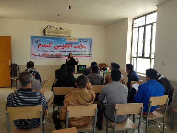 برنامه‌های مدیریت آفت سن گندم در خراسان شمالی اعلام شد