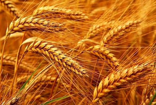 خرید تضمینی ۲۶۵۰ تن گندم از گندم کاران استان اصفهان
