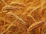 خرید تضمینی ۲۶۵۰ تن گندم از گندم کاران استان اصفهان
