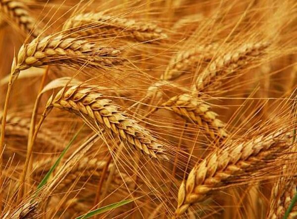 خرید تضمینی ۲۶۵۰ تن گندم از گندم کاران استان اصفهان