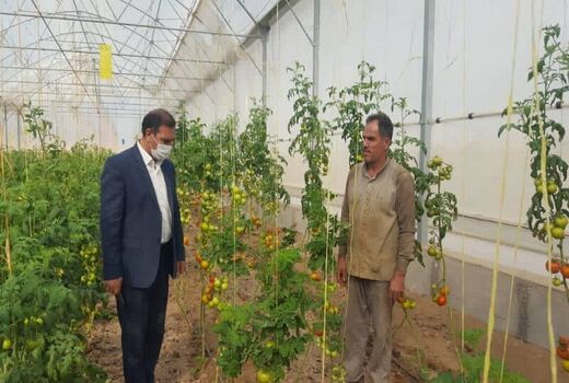بهره‌برداری از یک واحد گلخانه مکانیزه در راوند کاشان 