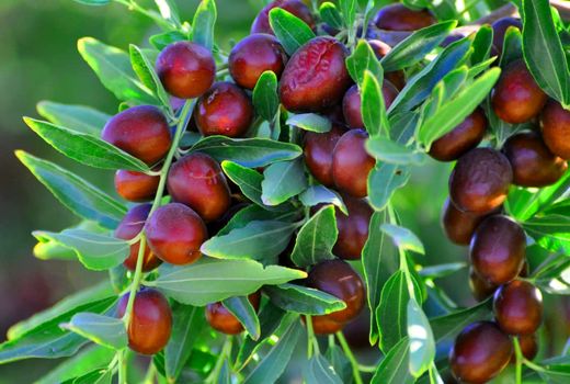 برداشت عناب تازه از باغات شهرستان سربیشه