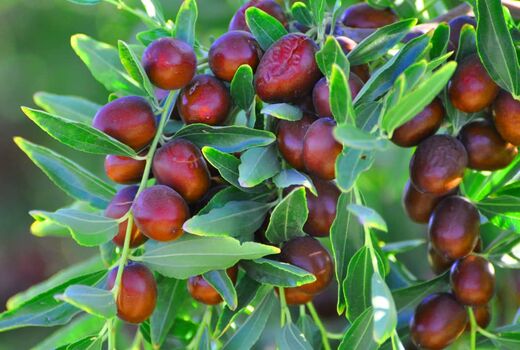برداشت عناب تازه از باغات شهرستان سربیشه