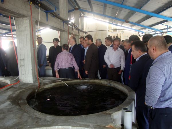 بهره‌برداری از بزرگترین مرکز تکثیر ماهیان خاویاری گیلان