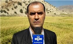 تولید 450 تن برنج در بخش چاروسا