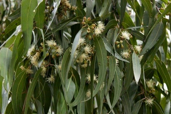 ۳۰۰ هزار اصله نهال اکالیپتوس در اراضی کشاورزی دهلران کاشت می شود 