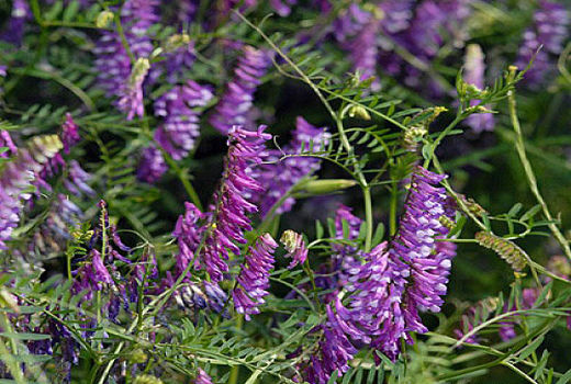 کشت ماشک در 19 هزار هکتار از مزارع کردستان