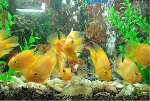 افزایش دو برابری مراکز پرورش ماهی زینتی در شهرستان پردیس