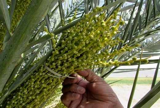 آغاز گرده افشانی نخیلات درکازرون 