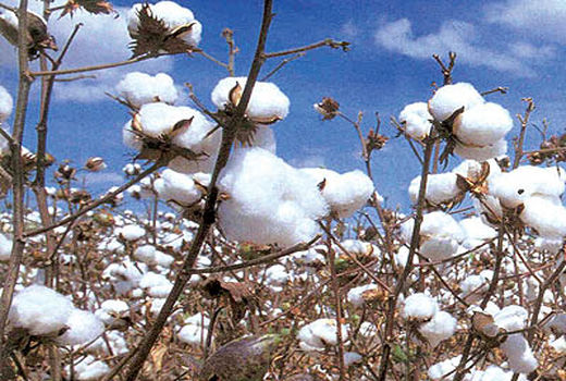  تولید ۲۲۸ هزار تن وش پنبه در سال زراعی جاری
