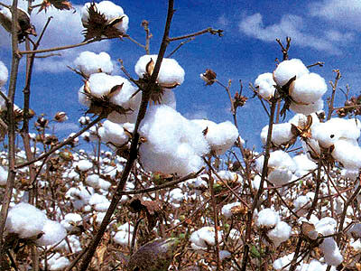 پنبه تراریخته از جهاد کشاورزی مجوز کشت می گیرد / برنج تراریخته در نوبت بعدی صدور مجوزها