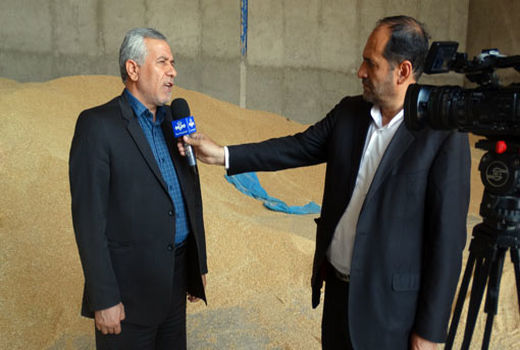 خرید 15200 تن گندم و 4900 تن کلزا در آذربایجان شرقی 