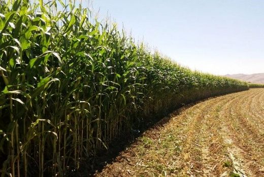 پیش‌بینی تولید 351 هزار تن ذرت علوفه‌ای از مزارع آذربایجان غربی 