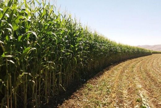 پیش‌بینی تولید 351 هزار تن ذرت علوفه‌ای از مزارع آذربایجان غربی 