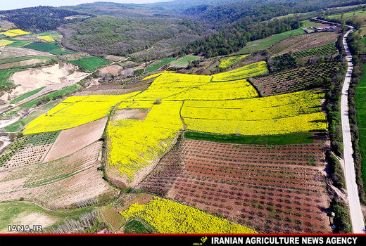 کشت کلزا در اراضی شالیزاری و دیمی رودبار