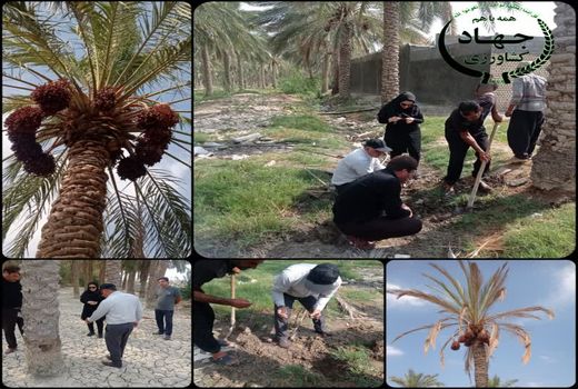 عارضه خشکیدگی خوشه خرما در نخیلات شهرستان تنگستان 