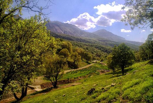 خطر و تهدید خشکیدگی ۵۰ هزار هکتار از جنگل‌های زاگرس 