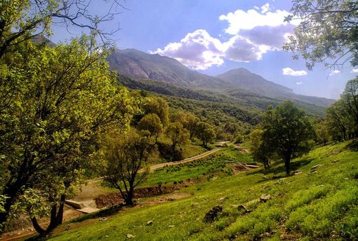 خطر و تهدید خشکیدگی ۵۰ هزار هکتار از جنگل‌های زاگرس 