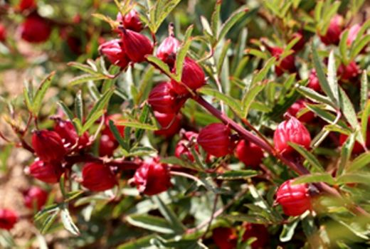 افزایش ۵ برابری تولید چای ترش در استان خوزستان