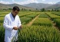 از تولید هسته‌های اولیه بذری تا معرفی ارقام جدید؛ پژوهش کشاورزی در خدمت امنیت غذایی
