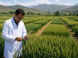 از تولید هسته‌های اولیه بذری تا معرفی ارقام جدید؛ پژوهش کشاورزی در خدمت امنیت غذایی