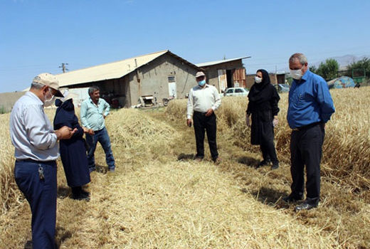 عملیات کیل گیری در مزارع  نمونه زراعی شهرستان مرند آغاز شد