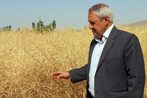 برداشت کلزای هیبریدی برای دومین  بار در آذربایجان شرقی