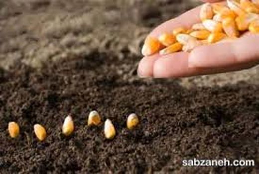 بیش از 15 هزار هکتار از اراضی کشاورزی استان زیر کشت ذرت می رود 