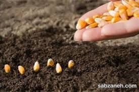 بیش از 15 هزار هکتار از اراضی کشاورزی استان زیر کشت ذرت می رود 