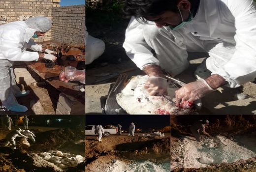 شیوع  آنفلوانزای فوق حاد پرندگان در یکی از واحدهای روستایی در شهرستان دشت آزادگان